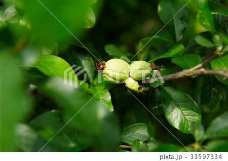 か 葉 木の葉 33597334