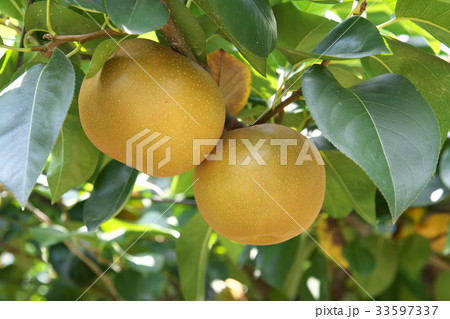 多摩川梨　豊水 33597337