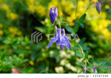 花 芽 オダマキの花 33597346