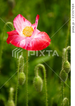 花 芽 ケシ 33597484