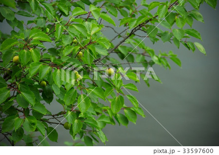 木 アプリコット アンズ 33597600