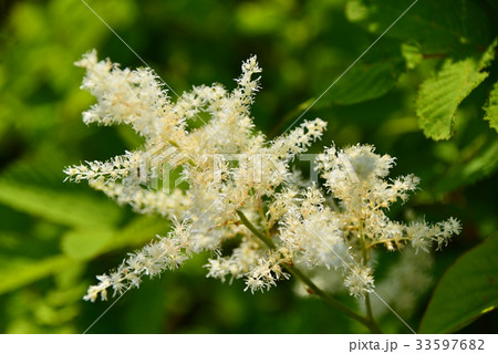 ハナチダケサシ ハナチダケサシ 33597682