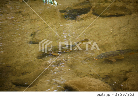 魚類 池 鯉 33597852