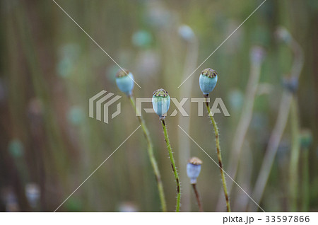 花 植物 ケシ 33597866
