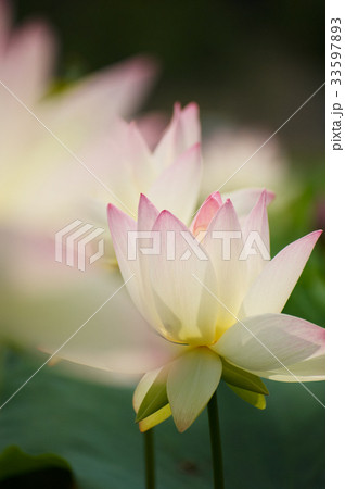 花 ピンク 蓮 33597893