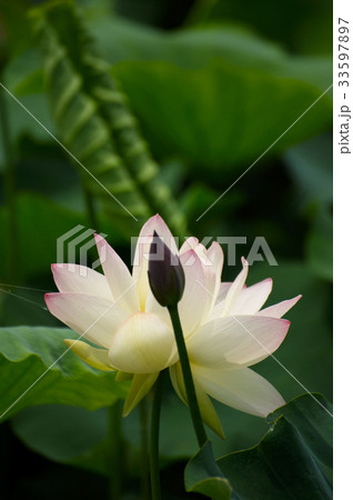 花 芽 夏 33597897