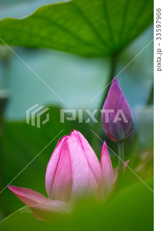 花 芽 ピンク 33597906