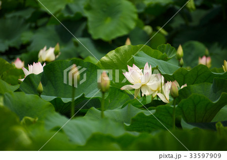 花 芽 蓮 33597909
