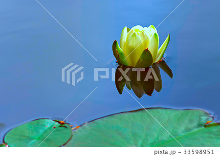 white lotus flower 33598951