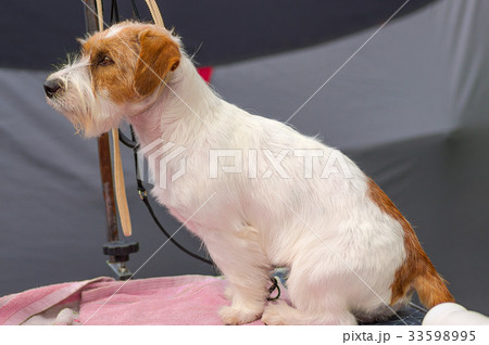 dog of terrier Close-up 33598995