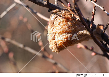 オオカマキリの卵 オオカマキリの卵 33599012