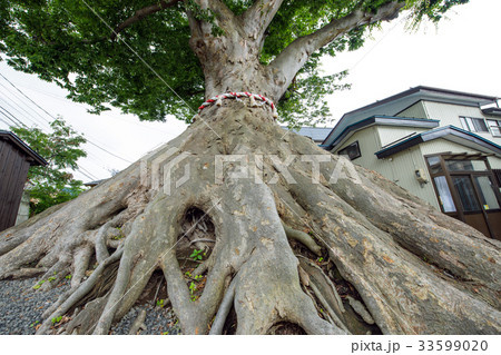 一里塚のケヤキ　秋田県湯沢市 33599020