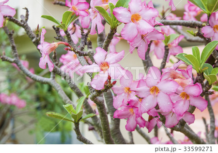 Adenium flowers 33599271