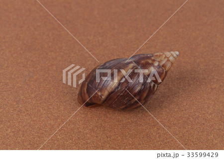shell snail on background shell snail on background 33599429