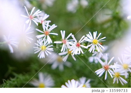 クジャクソウ クジャクソウ 33599733