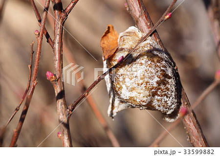 ハラビロカマキリの卵 33599882