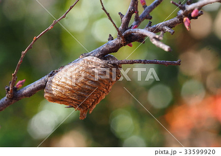 ハラビロカマキリの卵 33599920