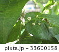 イチョウ芋（ナガイモ）の花 33600158