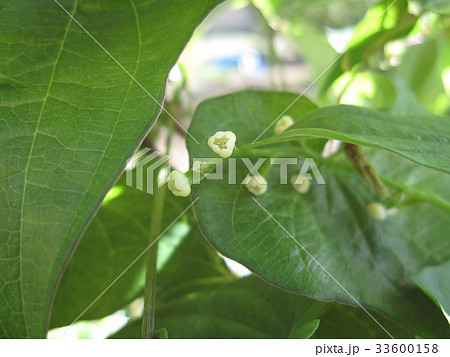 イチョウ芋 ナガイモ の花の写真素材