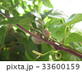 イチョウ芋（ナガイモ）のムカゴ 33600159