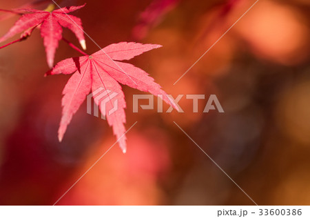 紅葉のクローズアップと光 紅葉のクローズアップと光 33600386