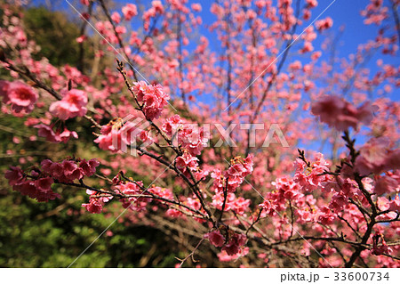 奄美の緋寒桜　満開 33600734