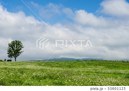 北海道 夏の草原と一本の木の写真素材