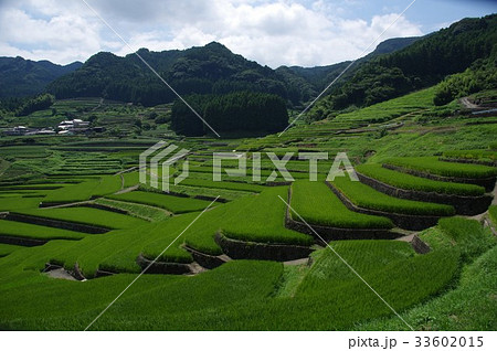 鬼木の棚田　夏風景 33602015