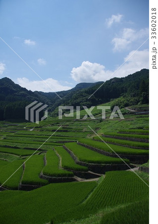 鬼木棚田の夏 33602018