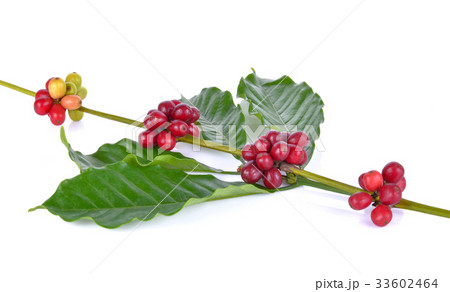 Coffee beans on a white background Coffee beans on a white background 33602464