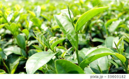 tea plantation 33603182