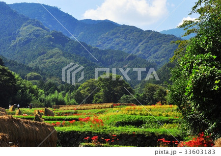 彼岸花が咲く伊勢原市日向地区の田園風景 33603183
