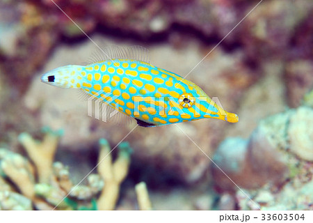 テングカワハギ テングカワハギ 33603504