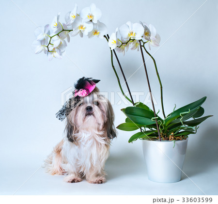 Shih tzu dog 33603599