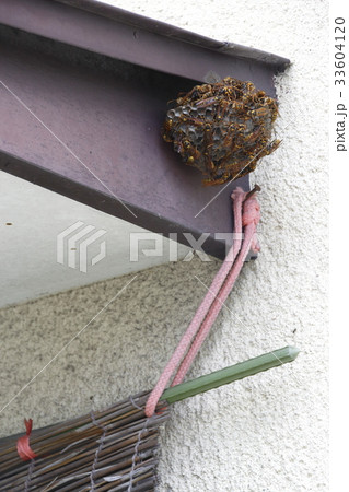 アシナガバチの巣 アシナガバチの巣 33604120