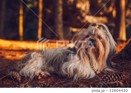 Shih tzu dog resting Shih tzu dog resting 33604430