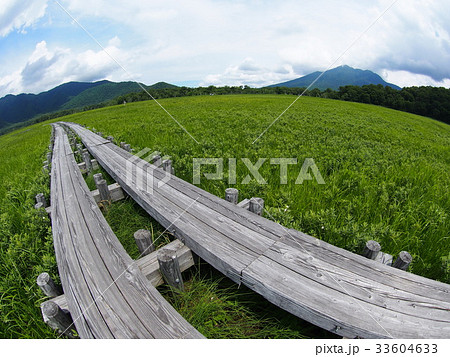 夏の尾瀬ヶ原 33604633