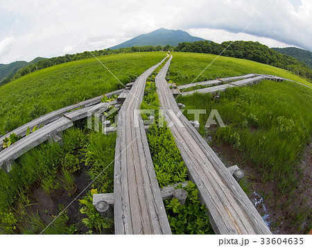 夏の尾瀬ヶ原 33604635