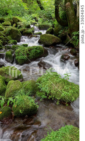 奥大山・・・木谷沢渓流 33604845