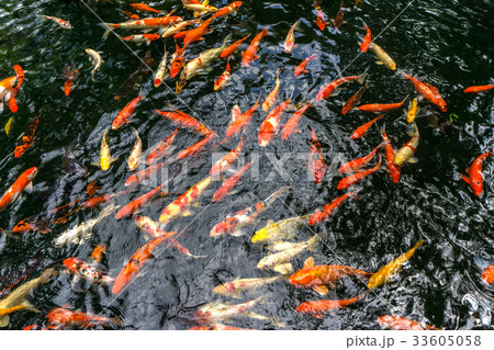 Fancy carp or Called Koi fish swimming in pond. 33605058
