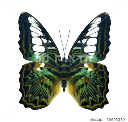 Green golden bird wing Cruiser butterfly Green golden bird wing Cruiser butterfly 33605320
