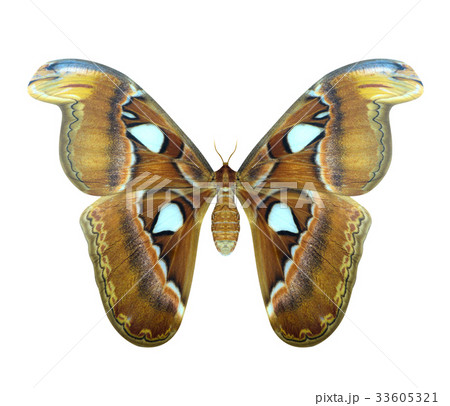 Atlas moth or Attacus atlas is a large butterfly Atlas moth or Attacus atlas is a large butterfly 33605321