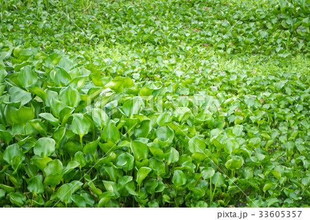 Eichhornia crassipes, water hyacinth 33605357