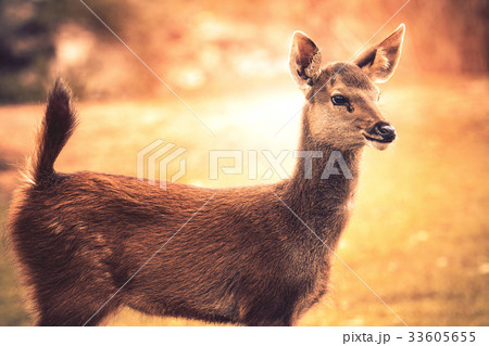 little sambar    deer looking to other way in wild 33605655