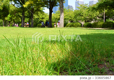 大阪城　西の丸庭園の風景 33605867
