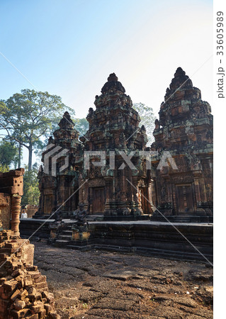 社員 シェムリアップ 植物 33605989