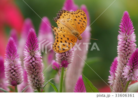 花と蝶 花と蝶 33606361