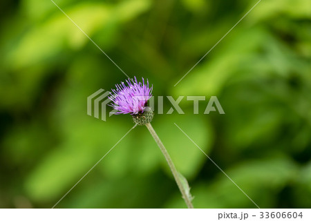 野アザミの花 野アザミの花 33606604