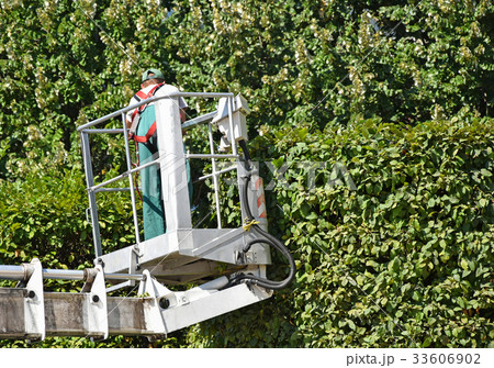 Man mows high bush 33606902