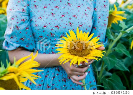 Beautiful girl in dress holds sunflower in field Beautiful girl in dress holds sunflower in field 33607136